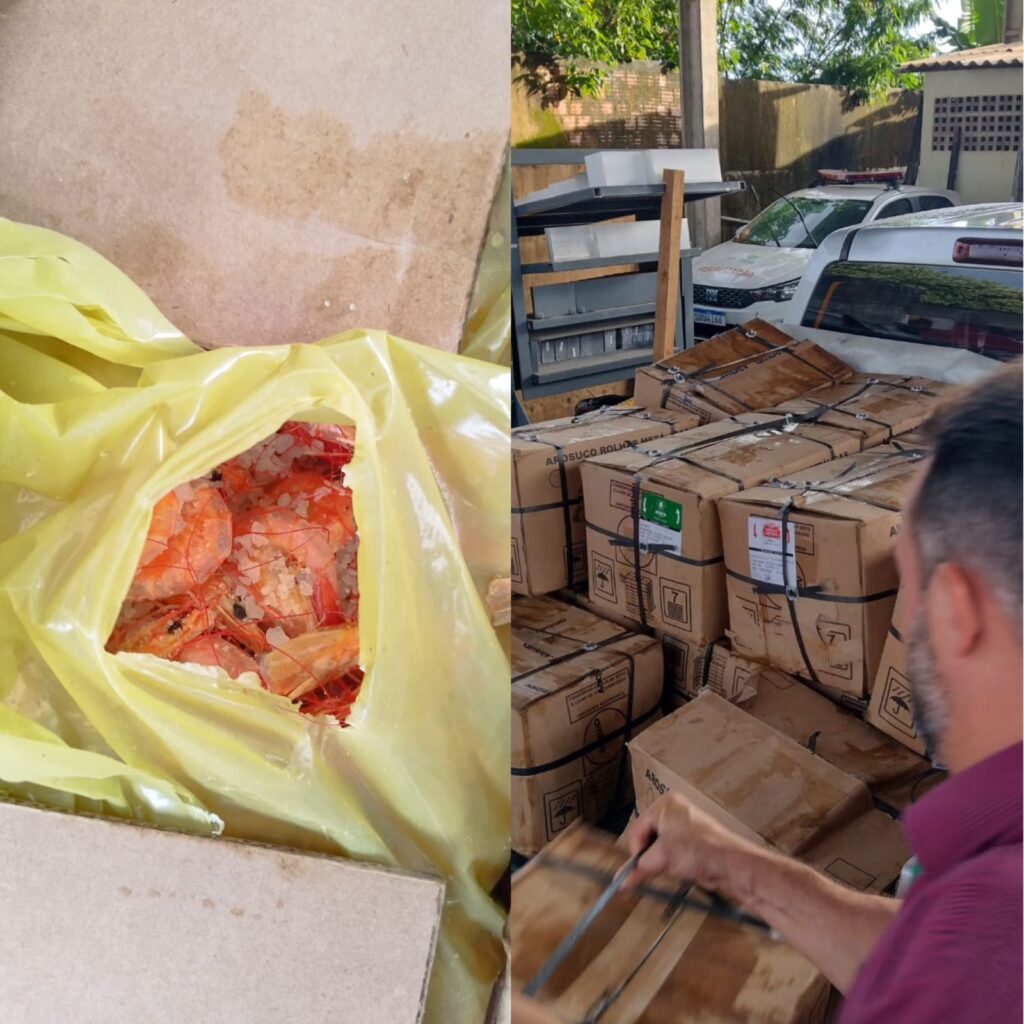 Adapi realiza descarte de mais de uma tonelada de camarão transportada ilegalmente