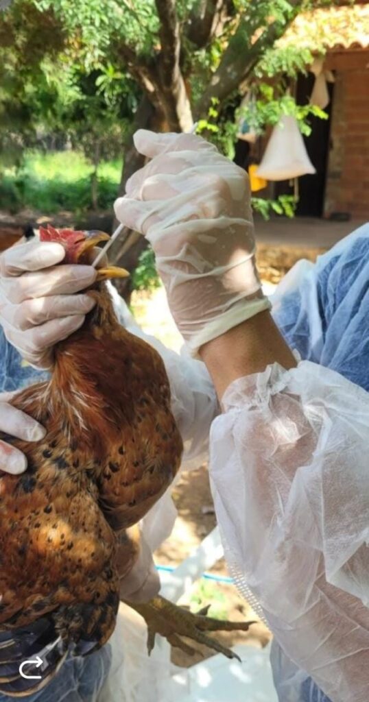 Gripe aviária: Sada e Adapi fazem plano de vigilância em 21 municípios do Piauí