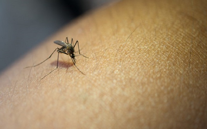 Piauí registra queda de 74% nos casos de dengue