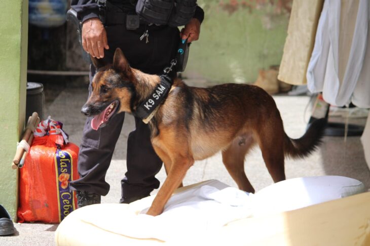 K-9 SAM, cão da Polícia Penal do Piauí durante Operação Paixão de Cristo no sistema prisional
