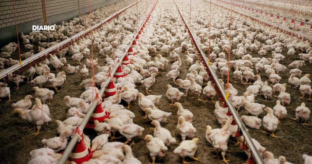 Surto de gripe aviária na América do Sul: Brasil toma medidas sanitárias para proteger rebanho comercial