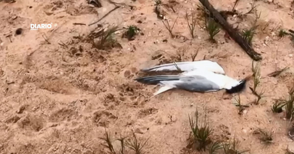 aves contaminadas com gripe aviária são registradas no espírito santo