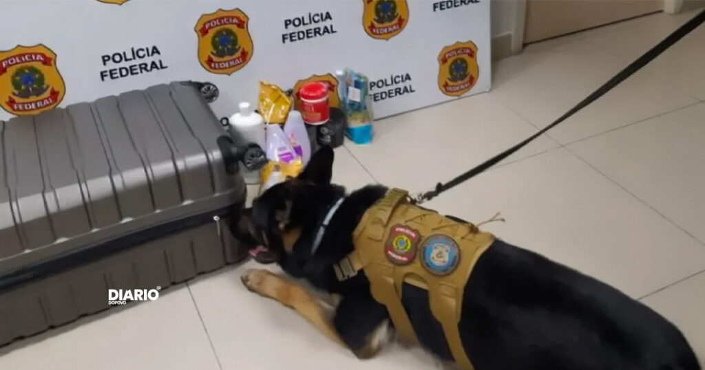 Cão farejador da Polícia Federal encontrou drogas numa mala pertencente a uma mulher espanhola. Ela foi presa no aeroporto de Fortalexa.