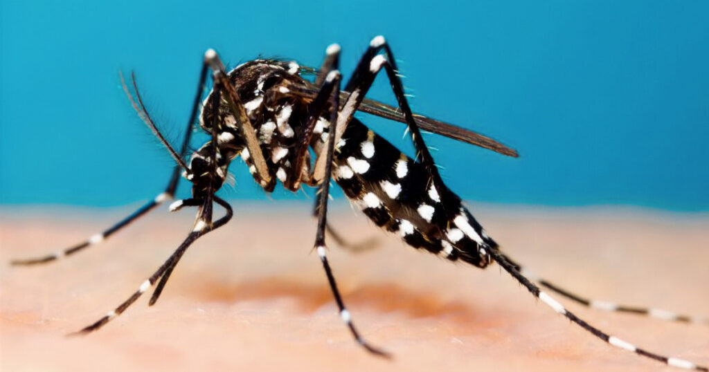 Casos de Chikungunya em Teresina: capital segue liderando notificações e registra dois óbtos pela doença.