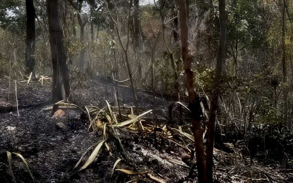 É a terceira vez que um incêndio atinge o Parque da Cidade, em Teresina, pega fogo no últimos dois meses.