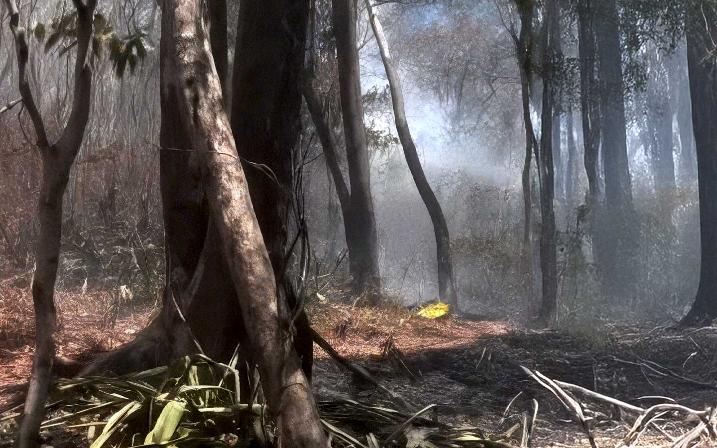 Incêndio atinge o Parque da Cidade neste domingo(3) em Teresina