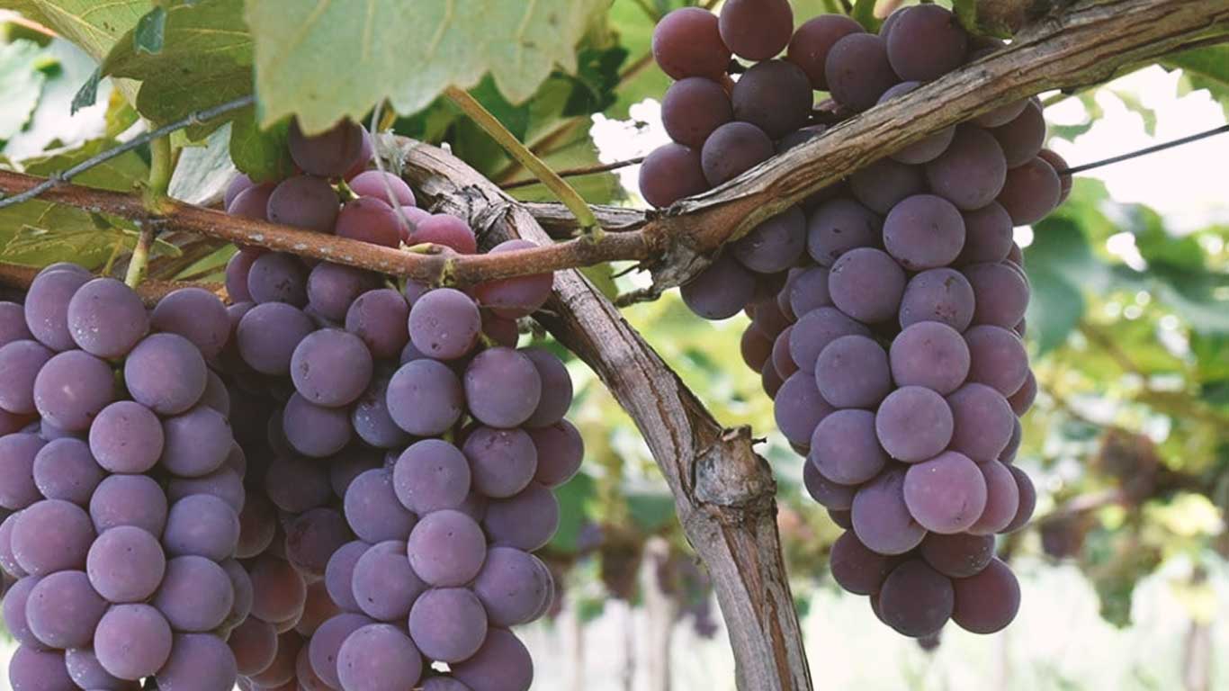 Cachos de uvas niágara rosada em parreiral na região de Jundiaí.