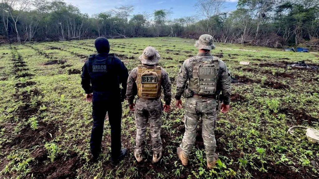 PM do Piauí Descobre Plantação de Maconha de 3 Hectares e Prende Quatro Pessoas em São João da Serra